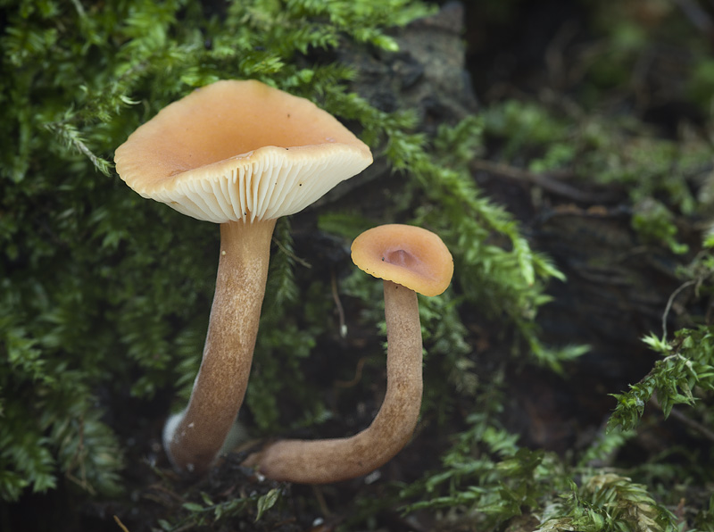 Lactarius omphaliformis